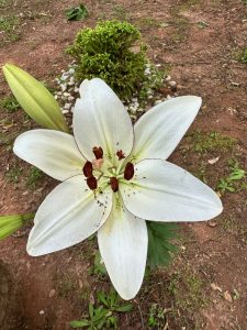 photo of white lily